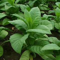 Семена табака Вирджиния Gl Seeds 0,1 г 19.0005 фото