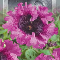 Насіння петунії крупноквіткова бахромчата Розі (рожева) F1 Seedera 10 шт
