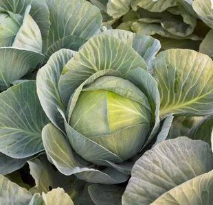 Семена капусты Харьковская Seedera 1 г 11.3365 фото