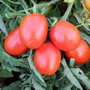 Семена томатов Бриксол F1 United Genetics 10 шт 11.1360 фото