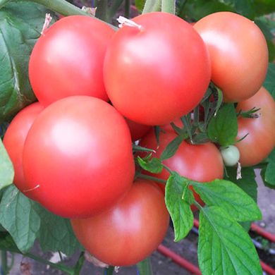 Семена томатов Хапинет F1 Syngenta Садыба Центр 10 шт 11.2486 фото