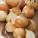 Купидо F1 лук севок 10/21 озимый ультраранний овальный Top Onion Нидерланды 0,5 кг