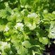 Семена кориандра (кинзы) Марокканский Suba Seeds Садыба 3 г