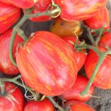 Насіння томатів Кабанята Gl Seeds 0,1 г - купити | Good Harvest
