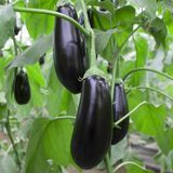 Насіння баклажанів Шарапова F1 Rijk Zwaan Агропак 10 шт купити | Good Harvest