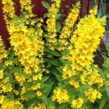 Насіння лізимахії крапчастої Золотоволоска Legutko 0,1 г купити | Good Harvest