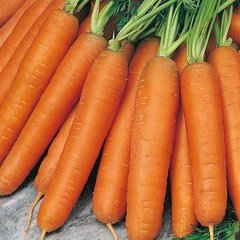 Насіння моркви Монанта Rijk Zwaan 1 г 11.0385 фото