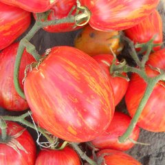 Семена томатов Кабанята Gl Seeds 0,1 г 11.1282 фото