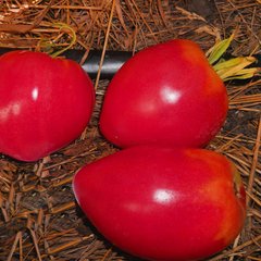 Насіння томатів Орлиний дзьоб Gl Seeds 0,15 г 11.2011 фото