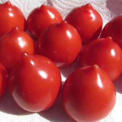 Насіння томатів Гібрид Тарасенко-2 червоний Gl Seeds 0,1 г 11.2183 фото