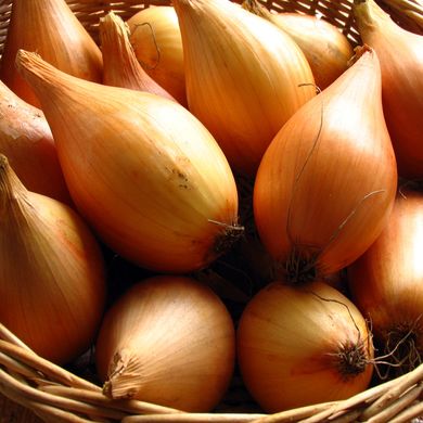 Бирнформиге (Бамбергер) лук севок Top Onion Нидерланды 0,5 кг 11.2237 фото