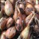 Бирнформиге (Бамбергер) лук севок Top Onion Нидерланды 0,5 кг