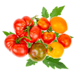 Насіння овочів Насіння томатів — купити в інтернет магазині Good Harvest