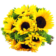 Насіння квітів і трав Насіння декоративних соняшників — купити в інтернет магазині Good Harvest
