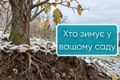 Хто зимує у вашому саду в очікуванні весни | Good Harvest дізнатися більше