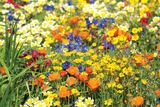 Насіння квіткової суміші Вишукана поляна Hem Zaden 30 г/50 кв.м - купити | Good Harvest