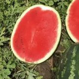 Семена арбуза Турбо 840 F1 Nunhems Zaden 10 шт - купить в Украине | Good Harvest