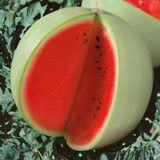 Семена арбуза Цельнолистный GL Seeds 2 г - купить | Good Harvest