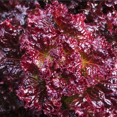 Насіння салату качанного Грит тип Батавия ПН Wing Seed 30 шт 19.0269 фото