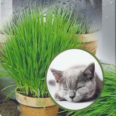 Трава для котів Seedera 30 г