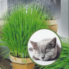 Трава для котів 30 г