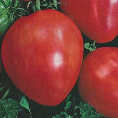Семена томатов Кардинал 0,1 г 11.1283 фото