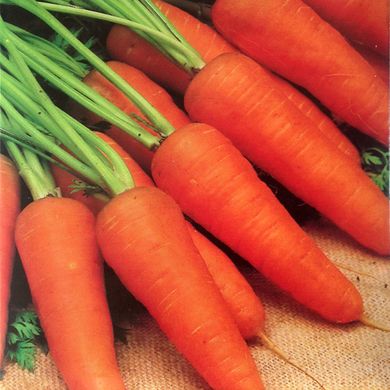 Насіння моркви Ред Кор Gl Seeds 20 г 11.1833 фото