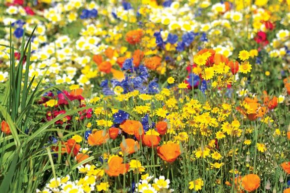 Насіння квіткової суміші Вишукана поляна Hem Zaden 30 г/50 кв.м 18.0006 фото
