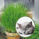 Трава для котов 30 г