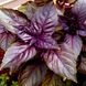 Семена базилика Карамельный фиолетовый Агромакси 0,3 г