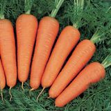 Семена моркови Канада F1 Bejo Zaden 400 шт - купить | Good Harvest