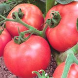 Насіння томатів Роза вітрів Gl Seeds 0,15 г - купити | Good Harvest