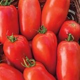 Насіння томатів Кібіц 0,1 г - купити | Good Harvest