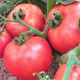 Семена томатов Роза ветров Gl Seeds 0,15 г 11.2017 фото