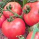 Насіння томатів Роза вітрів Gl Seeds 0,15 г