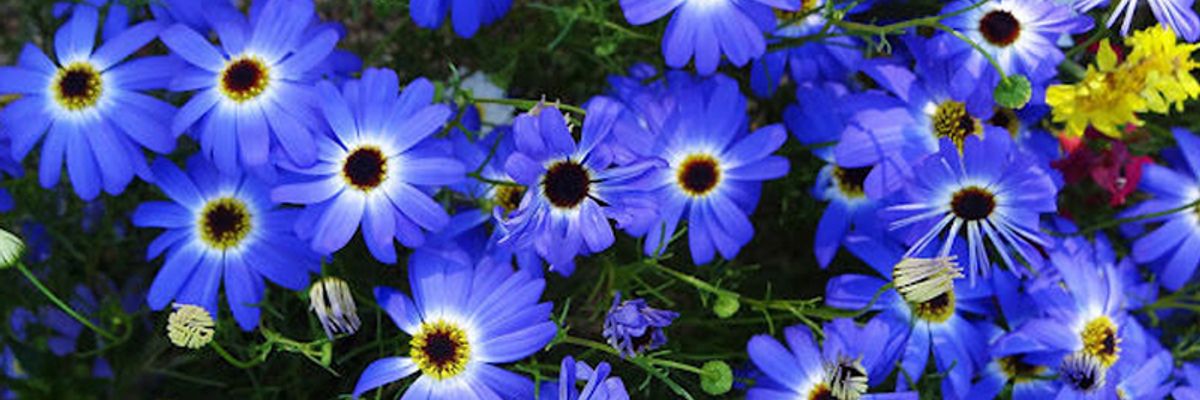 Брахікома – блакитна красуня дізнатися більше