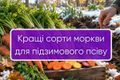 Кращі сорти моркви для підзимнього посіву | Good Harvest дізнатися більше