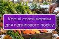 Кращі сорти моркви для підзимнього посіву дізнатися більше