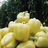 Семена перца Блонди F1 Syngenta Садыба 8 шт 11.2522 фото