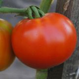 Насіння томатів Король ранніх Агромаксі 0,1 г - купити | Good Harvest