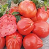 Семена томатов Пузата Хата Gl Seeds 0,2 г - купить | Good Harvest