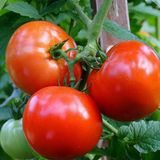 Насіння томатів Біг Бушмен Сонячний Март 100 шт - купити | Good Harvest