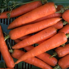 Насіння моркви Флакке Яскрава 10 г 11.1863 фото