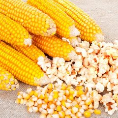 Семена кукурузы попкорн Пинг-Понг Legutko 3 г 11.2990 фото