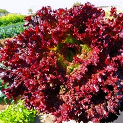 Насіння салату листового Ред Дженні тип Лолло Россо Wing Seed 30 шт 19.0271 фото