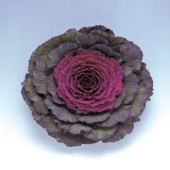 Семена капусты декоративной Голубь F1 Satimex пурпурная 10 шт 10.1314 фото