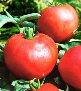 Семена томатов Микадо красный Gl Seeds 0,1 г 11.2009 фото