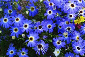 Брахікома – блакитна красуня дізнатися більше