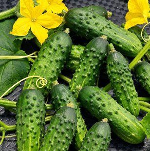 Насіння огірків Альгамбра F1 Moravo Seeds 100 шт 11.1874 фото