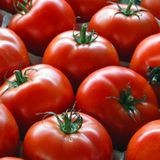 Насіння томатів Куманьок, безрозсадний Агромаксі 0,4 г - купити | Good Harvest